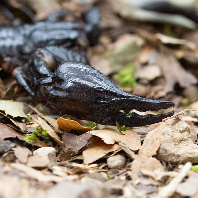 Heterometrus spinifer vs Heterometrus silenus Unterschied- Heterometrus spinifer Pedipalpen