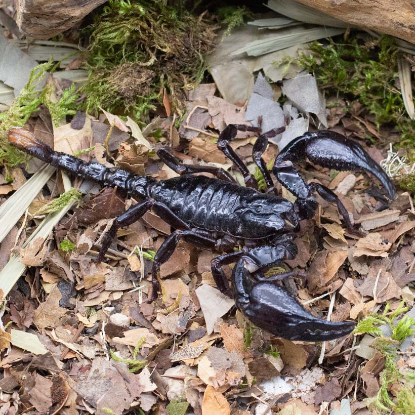 Heterometrus spinifer vs Heterometrus silenus Unterschied- Heterometrus spinifer