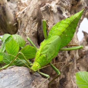 Heteropteryx dilatata