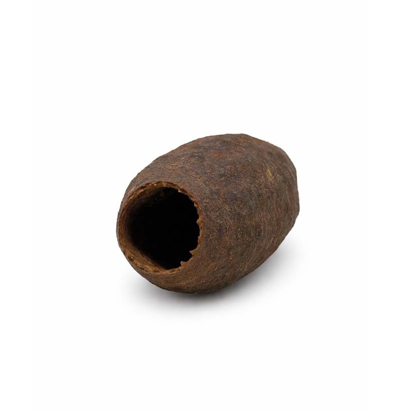 Jequitibá Hornkapsel- Vorne