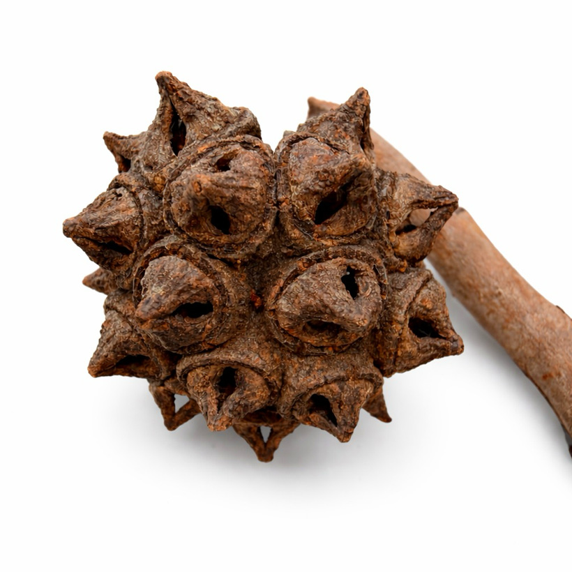 Samenkapsel Zweig- Fruchtkörper