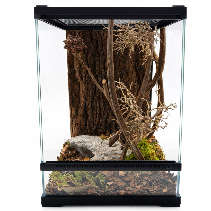 Samenkapsel Zweig- Terrarium