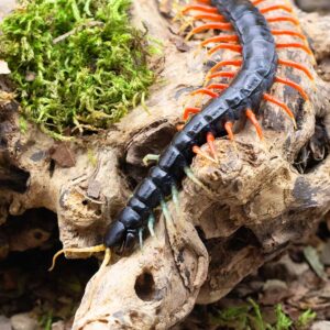 Scolopendra spec. "Malaysian Jewel"-Terrarium
