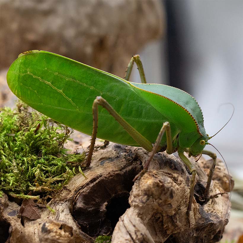 Siliquofera grandis-adult