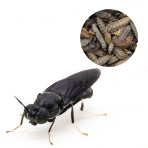 Soldatenfliegenlarven- Puppen