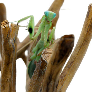 Sphodromantis aurea. Weißer Hintergrund