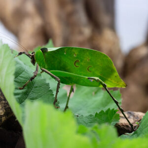 Ancylecha fenestrata