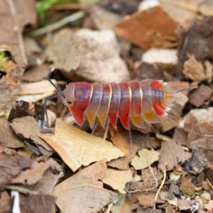 Ardentiella spec. "Aurora"