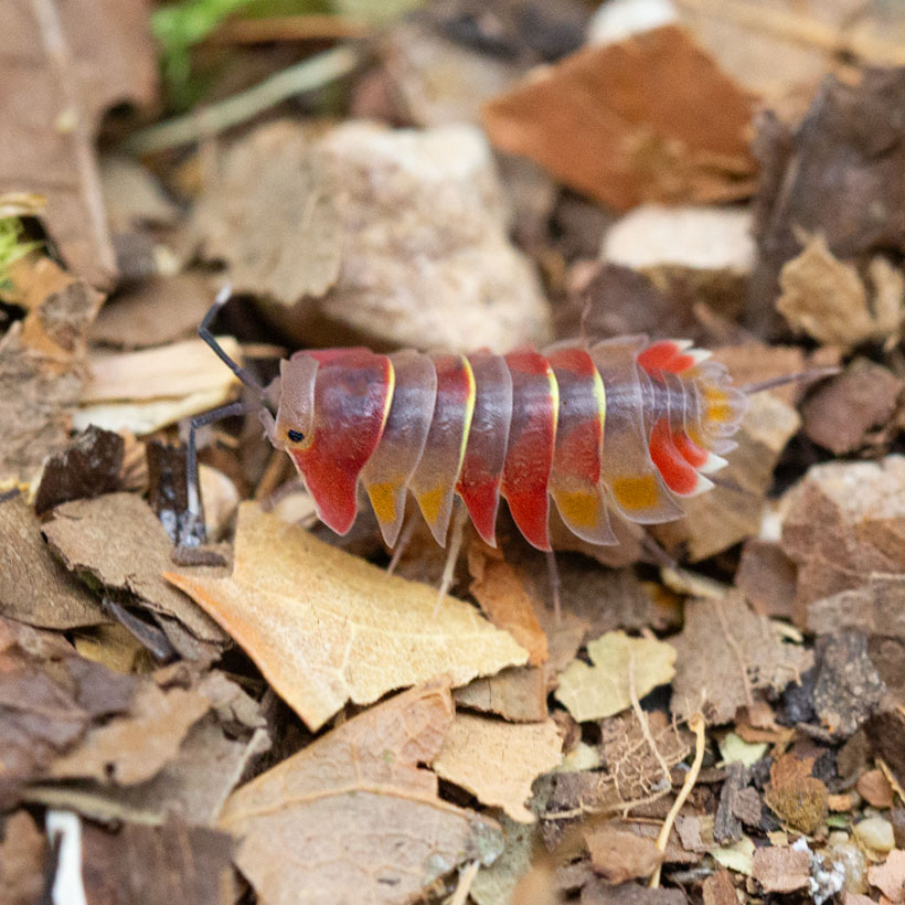 Ardentiella spec. "Aurora"