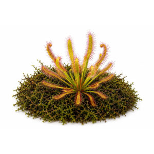 Drosera capensis