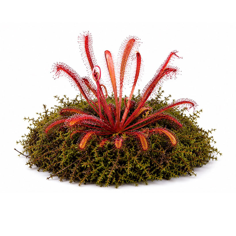 Drosera nidiformis x natalensis