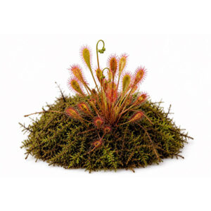 Drosera prolifera