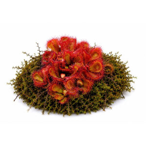 Drosera slackii