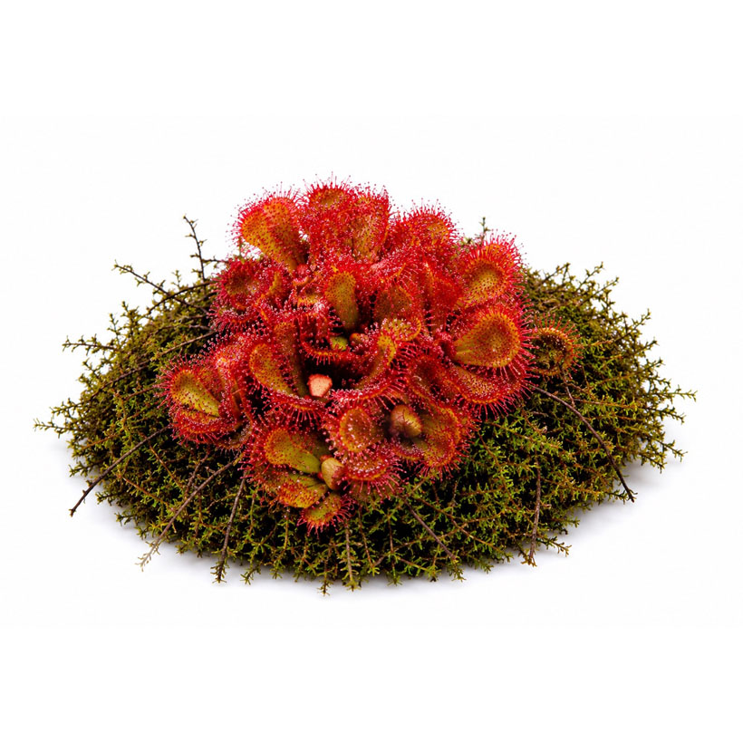 Drosera slackii