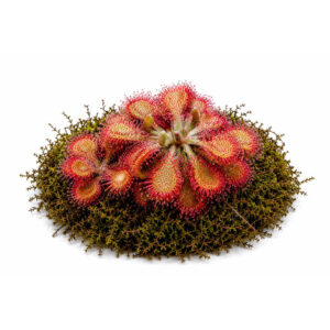 Drosera spatulata