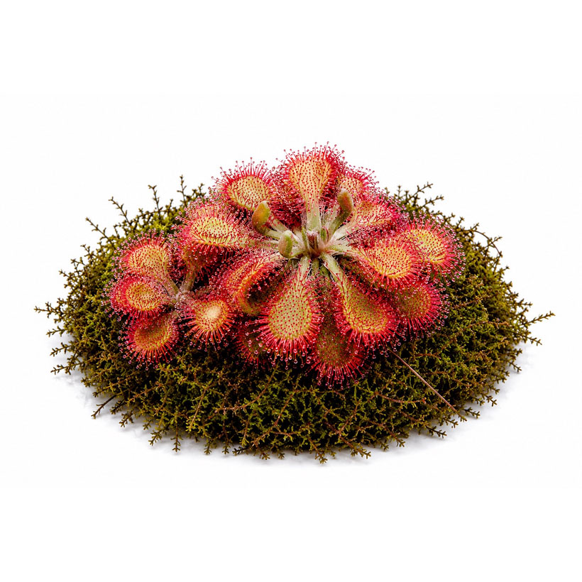 Drosera spatulata