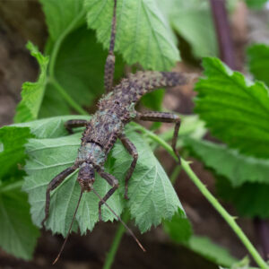 Eurycantha calcarata