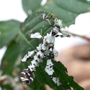 Extatosoma tiaratum "Lichen"