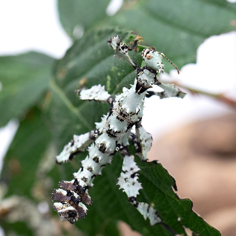 Extatosoma tiaratum "Lichen"