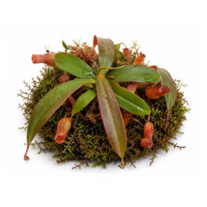 Nepenthes macfarlanei