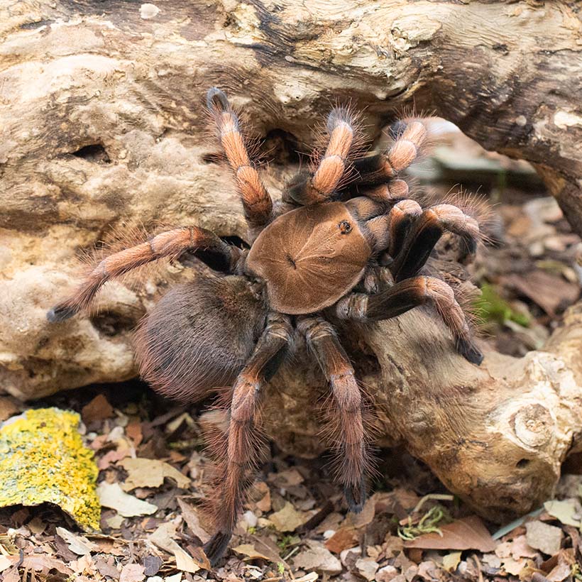 Pamphobeteus spec. "Mascara"-Draufsicht
