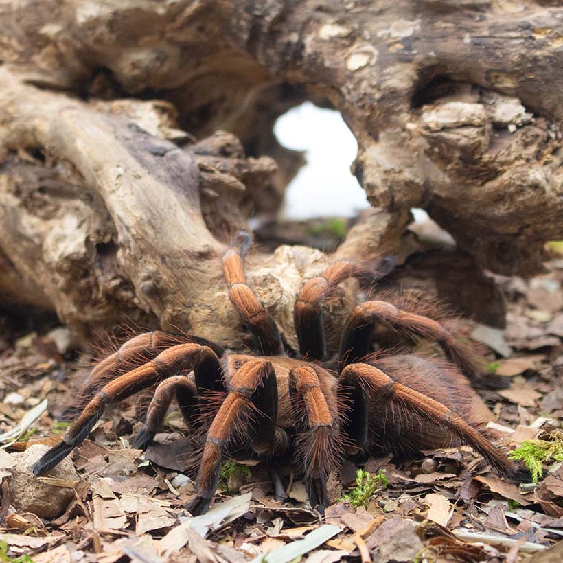 Pamphobeteus spec. "Mascara"-Seitenansicht