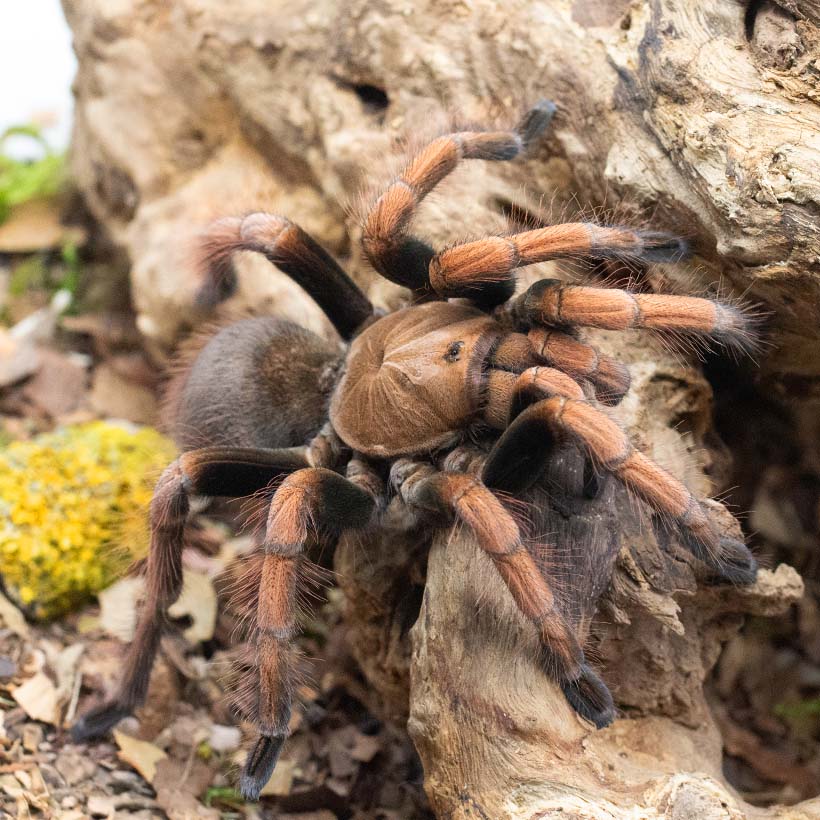 Pamphobeteus spec. "Mascara"-auf Wurzel