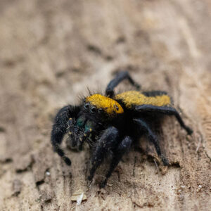 Phidippus apacheanus-Seite