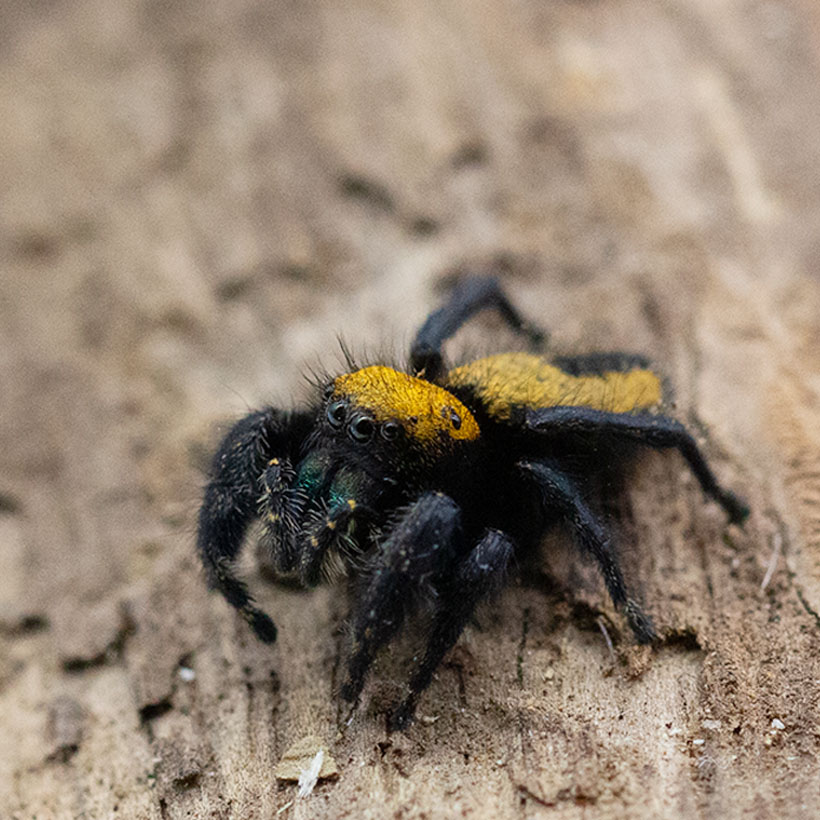 Phidippus apacheanus-Seite
