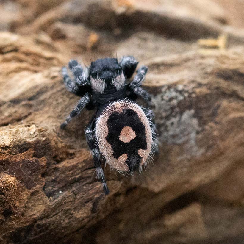 Phidippus audax bryantae "Oregon"-Abdomen