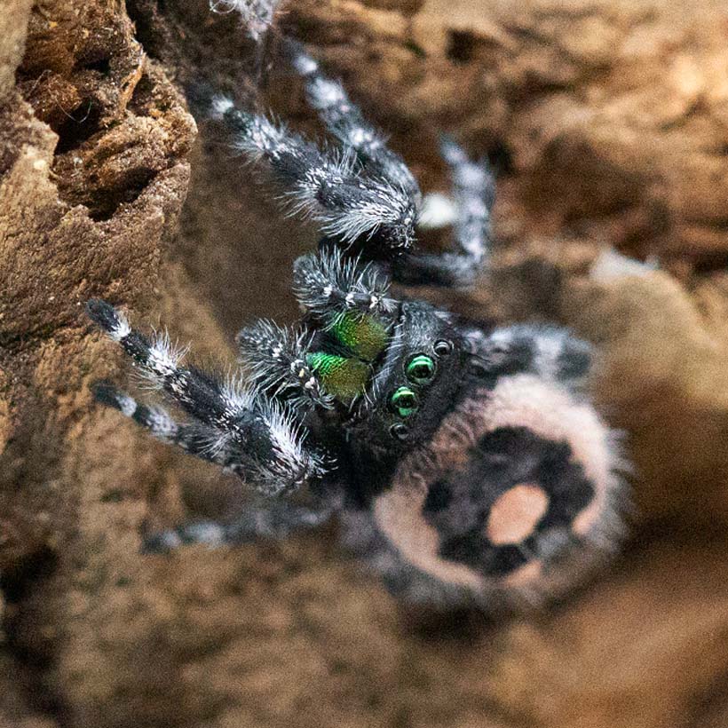 Phidippus audax bryantae "Oregon"
