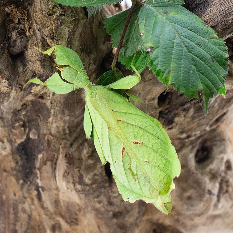 Phyllium gantungense "Rizal"