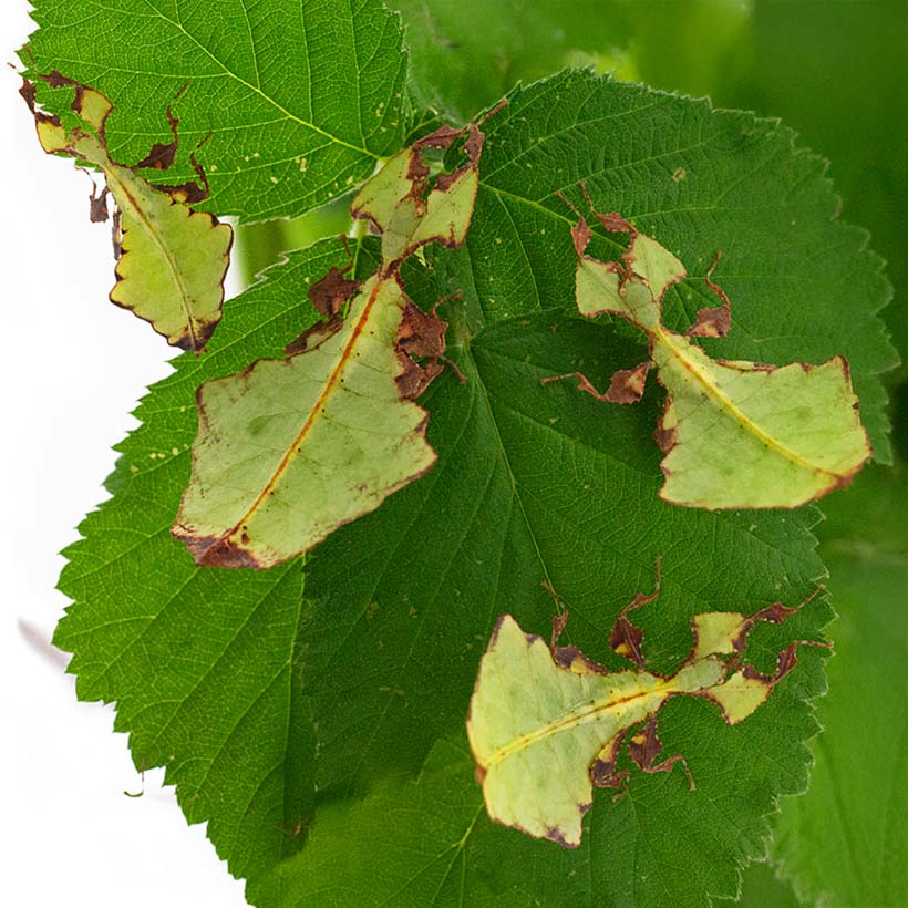 Phyllium giganteum "Gold"