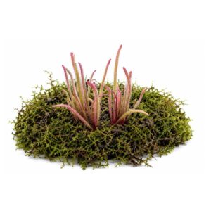 Pinguicula "Calderoniae - Llano del Conejo"