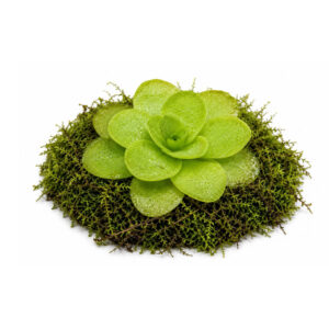 Pinguicula “Gina”