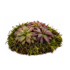 Pinguicula "Red Starfish"