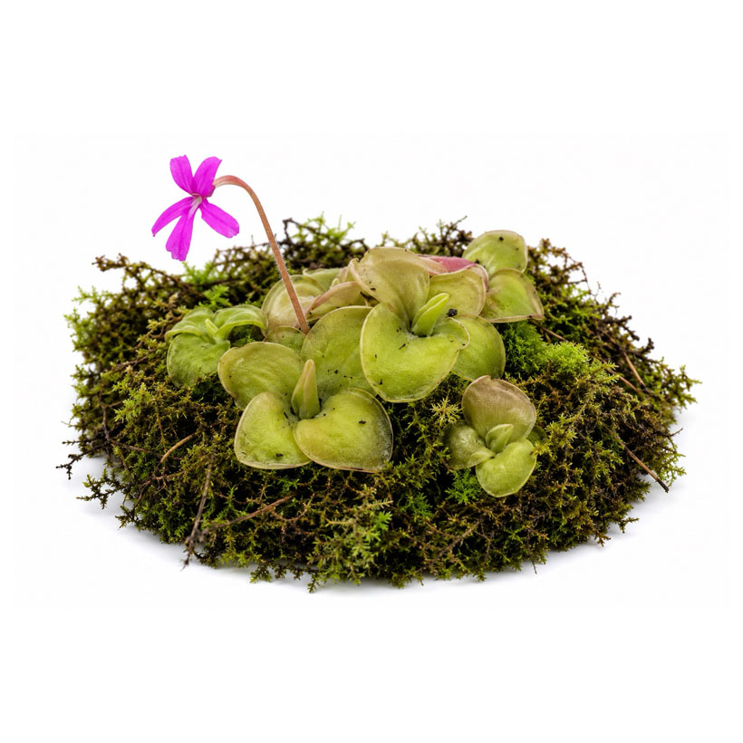 Pinguicula moranensis "Carow"