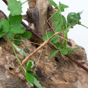Sipyloidea sipylus