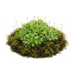 Stylidium debile