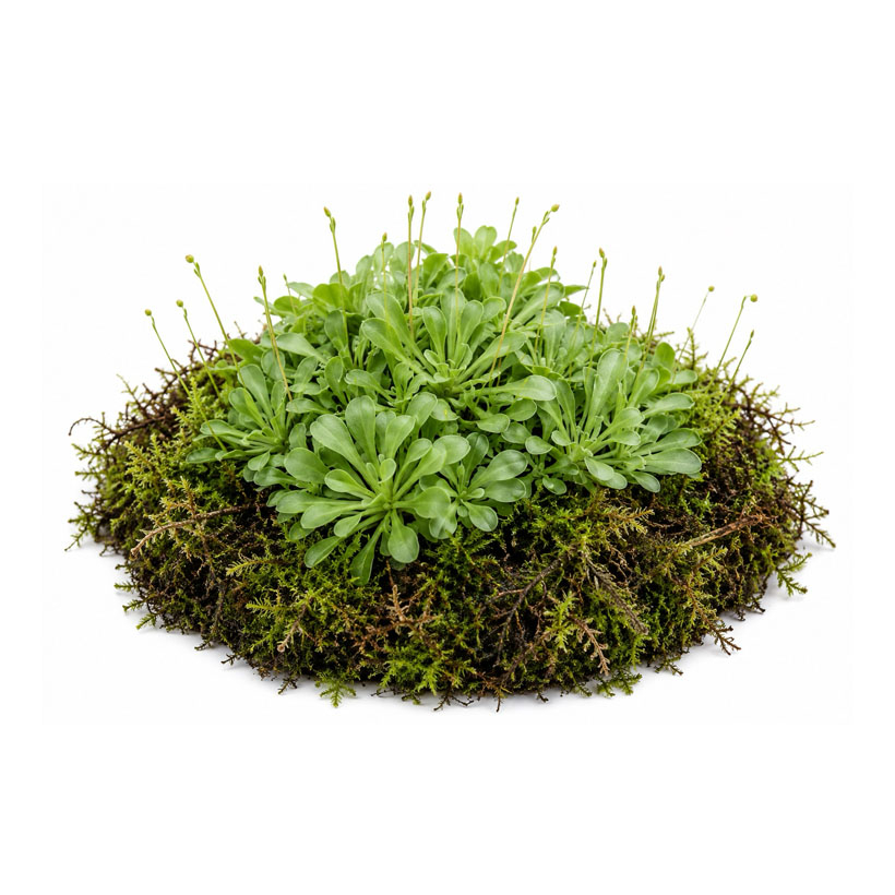 Stylidium debile
