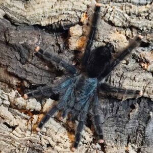 Avicularia geroldi