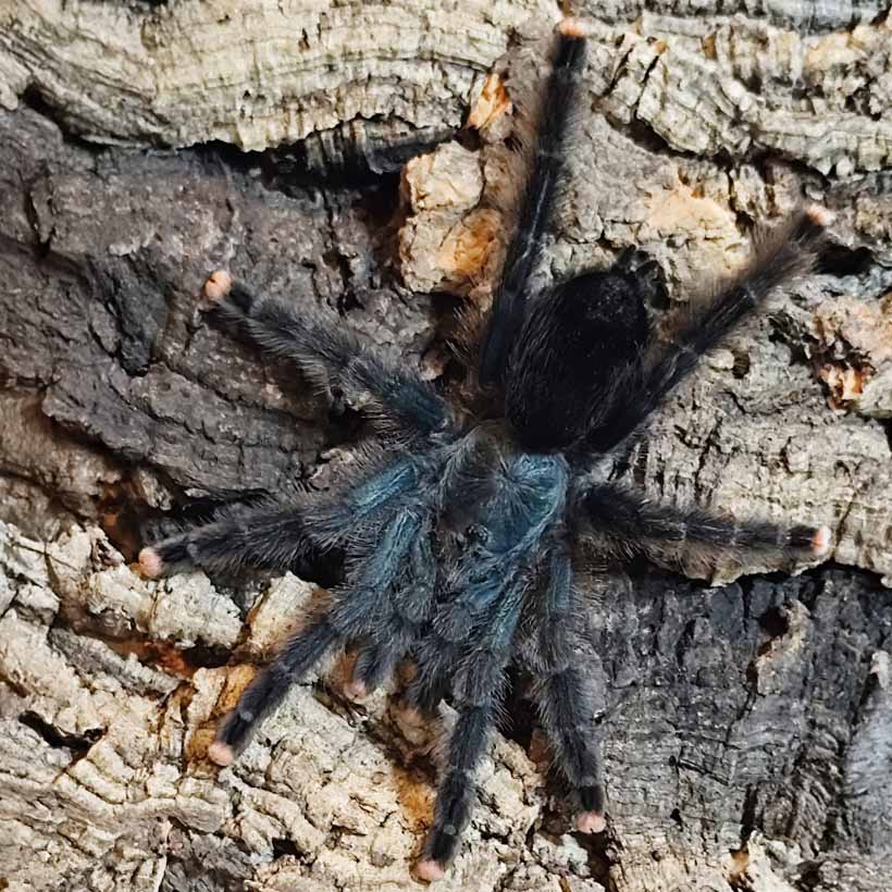 Avicularia geroldi