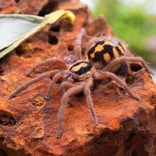 Hapalopus formosus