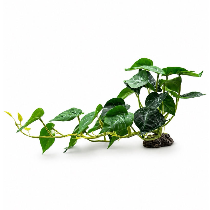 Hobby Alocasia stehend