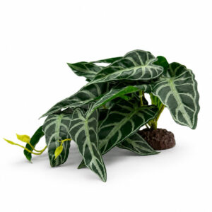 Hobby Calathea stehend