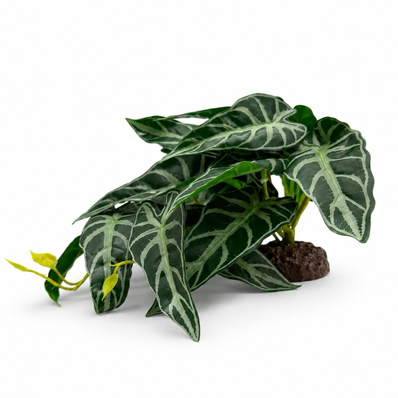 Hobby Calathea stehend