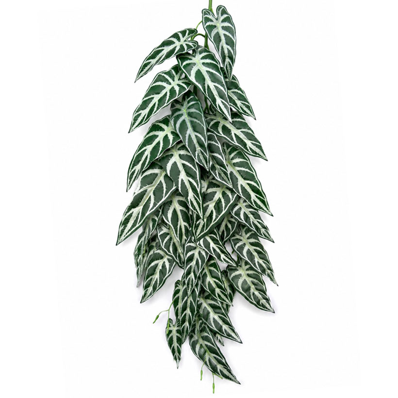 Hobby Hängepflanze Aureum