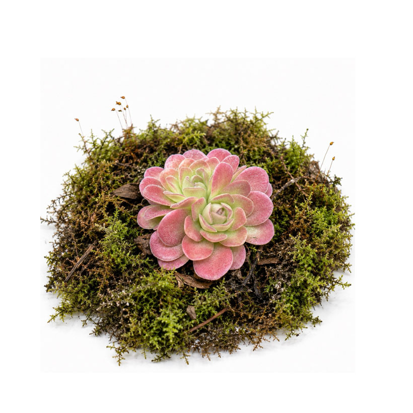 Pinguicula "Cherry Blossom"