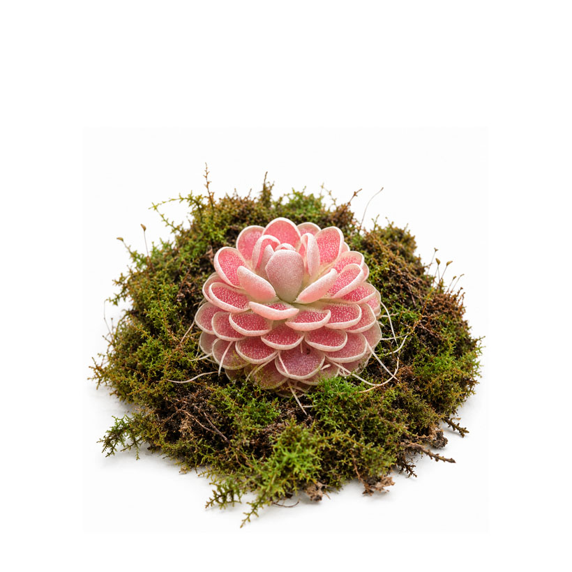 Pinguicula "Florian"