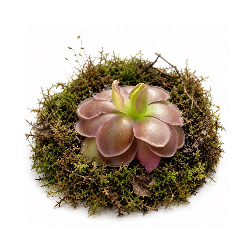 Pinguicula "Sethos"